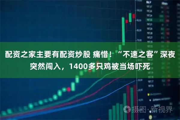 配资之家主要有配资炒股 痛惜！“不速之客”深夜突然闯入，1400多只鸡被当场吓死